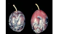 yazı resim