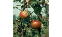 yazı resim