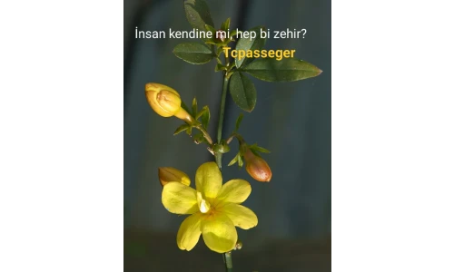 yazı resim