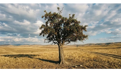 yazı resim