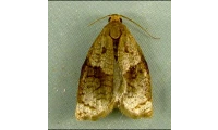 yazı resim