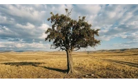 yazı resim