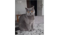 yazı resim