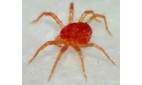 yazı resim
