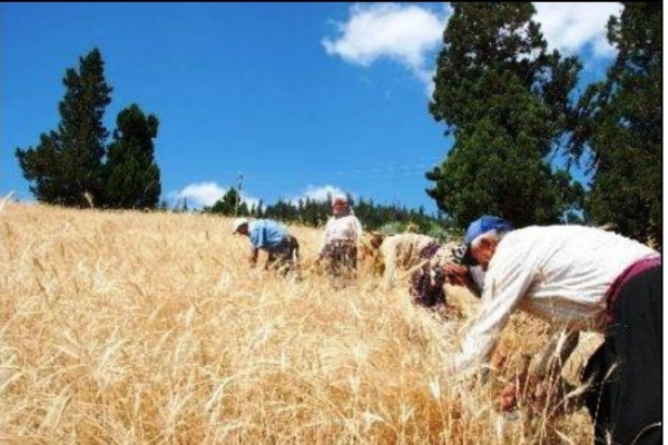 yazı resim