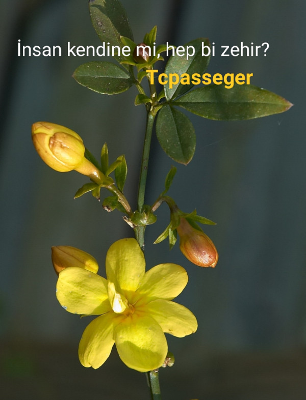 yazı resim